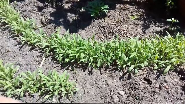 Обзор. Эустома. Калибрахоа. Бакопа. 05.06.19г. смотреть онлайн