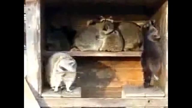 Racoon Dance (Еноты танцуют)