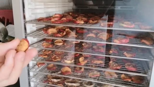 ЛЮБИМЫЙ ?СЕСТРА В ГОСТЯХ /ПРИВЕТ ИЗ КАЗАХСТАНА смотреть онлайн