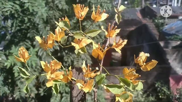 How to get profuse bloom in Bougainvillea. смотреть онлайн