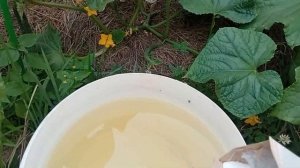 Обработка огурцов от всех болезней.