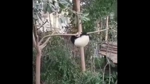 Животные Красной книги. Животные на грани вымирания. Это интересно знать