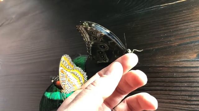 Прекрасные создания