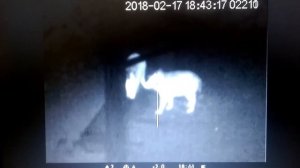 Добыл кабана из мелкашки. Тепловизор Pulsar.