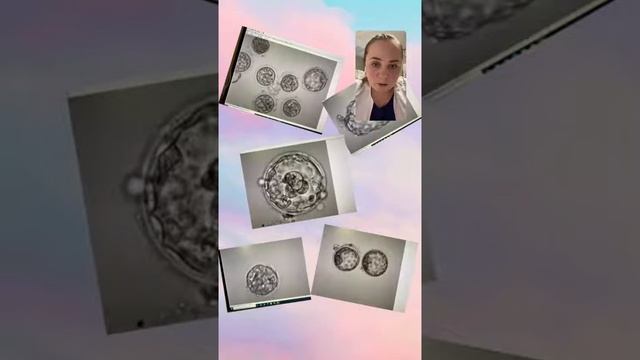 О классификации эмбрионов