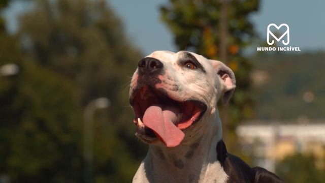 FOI ISSO QUE O PITBULL FEZ QUANDO ENCONTROU O URSO смотреть онлайн