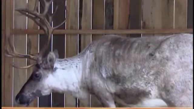 В ЦПКиО родился олененок смотреть онлайн