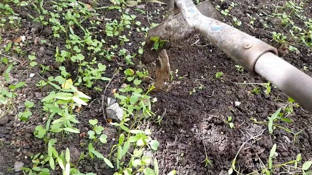 Грунт как пух без затрат. Моя первая рассада и огурцы на окне смотреть онлайн