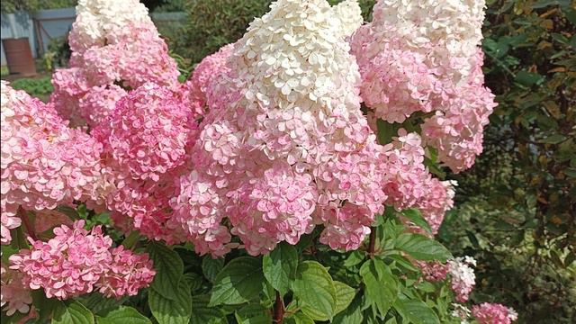 В саду у свекрови😊 смотреть онлайн