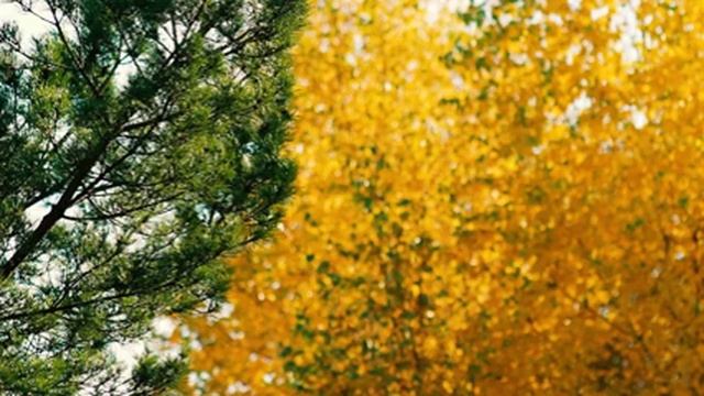 Футаж — Между летом и осенью. Осень в лесу. Футажи (footages) красивая природа [FullHD] смотреть онлайн