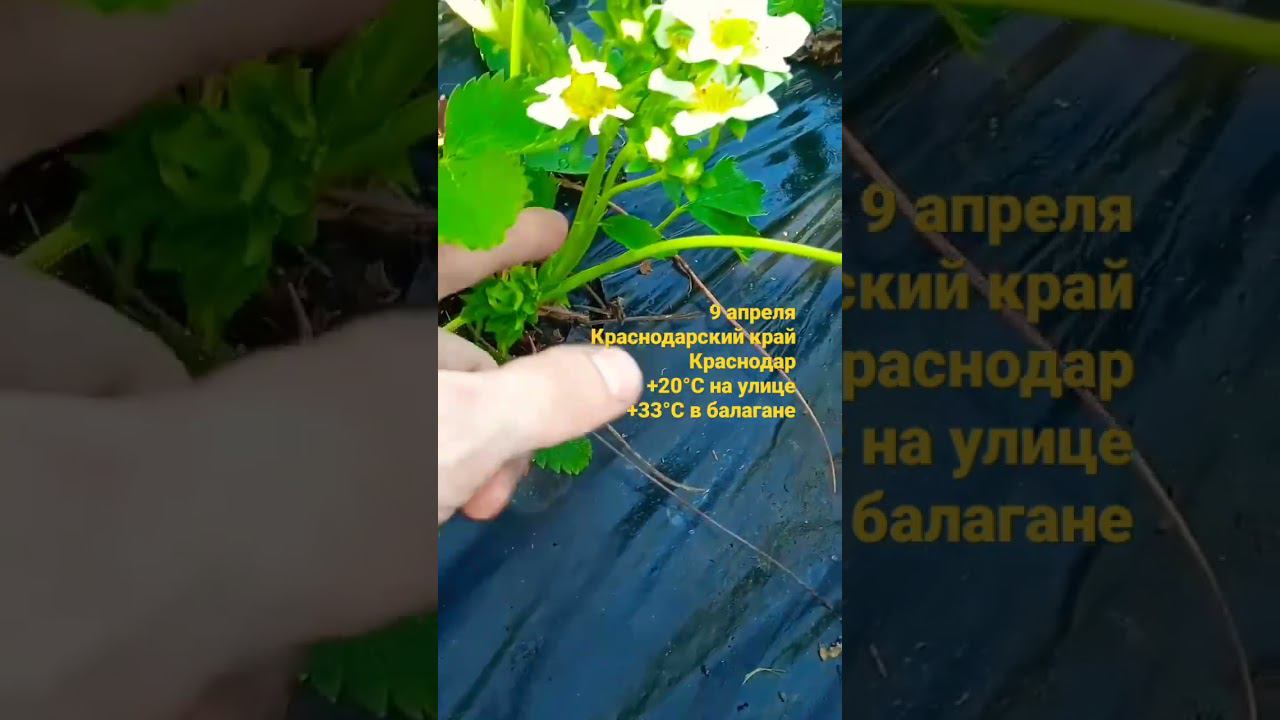 Начало цветения клубники #клубника #огород #выращиваниеклубники #сельскоехозяйство #shorts #short смотреть онлайн