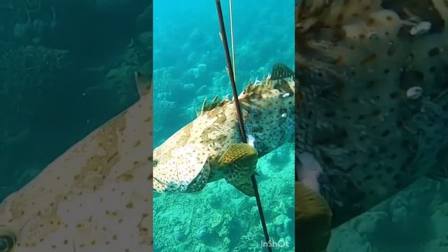 Baju Batik Ikan Batik #spearfishing