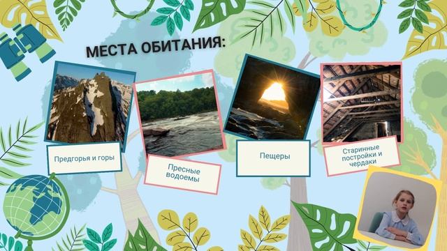 Красная книга Алтайского края. Остроухая ночница смотреть онлайн