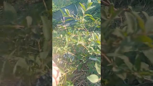 Жимолость восторг на 12.06.22 смотреть онлайн