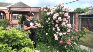 Плетистая роза БОНИКА Клаймбер Полный обзор  сорта этой повторноцветущей розы