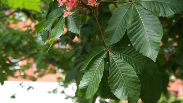 Educational videos on nature (Red Horse Chestnut leaves - May 2017) смотреть онлайн