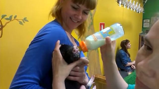 Как трудно поросенку справляться с соской! смотреть онлайн