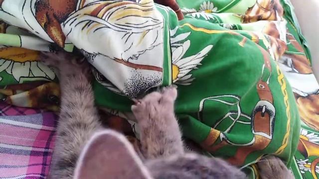 Если тебе взгрустнулось. Котик мнёт лапками одеяло смотреть онлайн