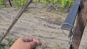 Самый простой и надежный способ натяжки проволки на виноградной шпалере.