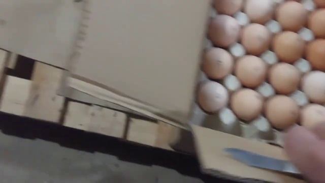 Инкубация яйца КОББ-500 СЕЗОН 2023 смотреть онлайн