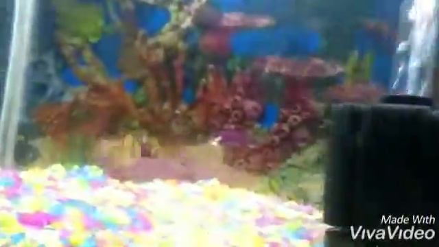 My Aquarium fishes setup (All type fish Available) смотреть онлайн