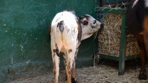 Семейство зебу в Сказке! Zebu family !