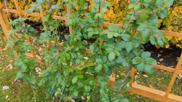 На зиму плетистую розу укрываю на арке. Первый этап. смотреть онлайн