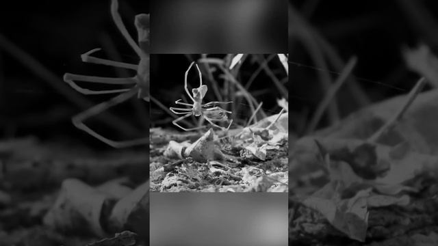 Паук, кидающий сеть. Паук-гладиатор