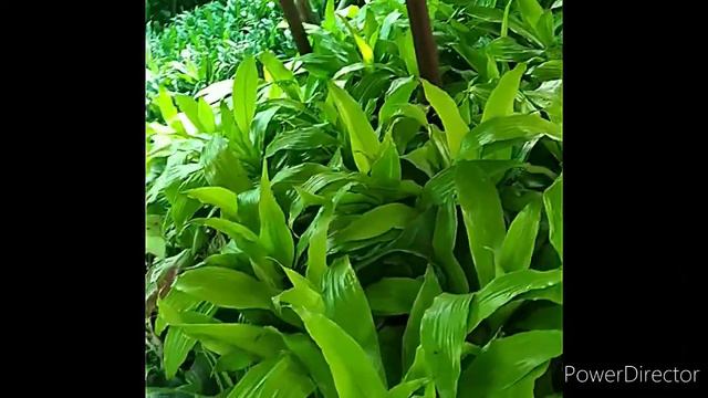 Come to Plant shopping with me in KPHB colony смотреть онлайн