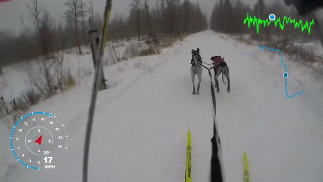 2019 Three Bear Sled Dog Race 2-Dog Skijor смотреть онлайн