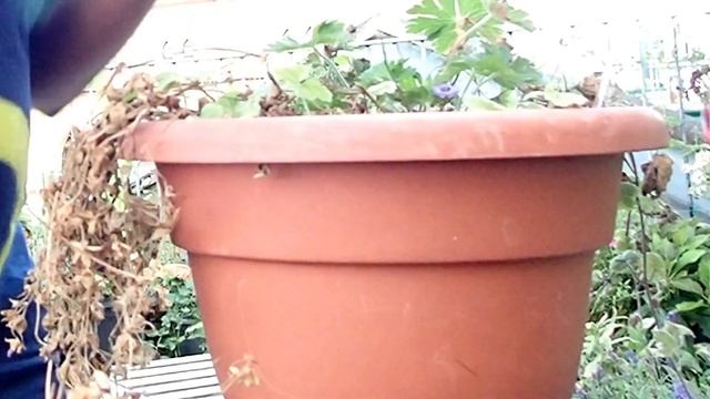 Gardening // Reviving a Sunburned Rozanne Geranium | Rebranding Me смотреть онлайн