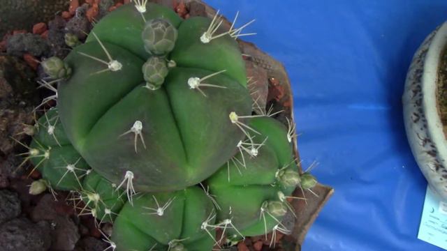 San Diego Cactus & Succulent Society Summer Show 2022 Pt. 1/6 смотреть онлайн