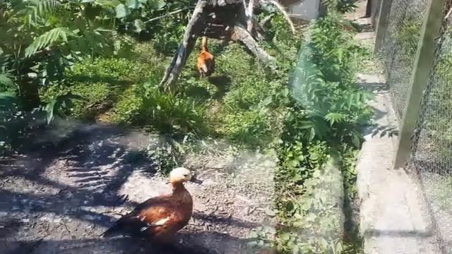 Черкассы. Зоопарк. смотреть онлайн