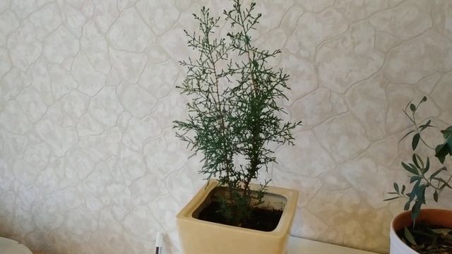 Какие хвойные растения можно выращивать в квартире смотреть онлайн