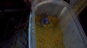 Ловля КАРАСЯ на ФЛЭТ ФИДЕР весной! КАРАСЬ ПОШЁЛ! Рыбалка с ночевкой!