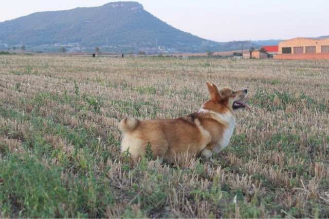 Algicor Corgis