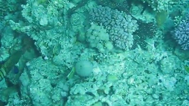 Осьминоги-Красное море смотреть онлайн
