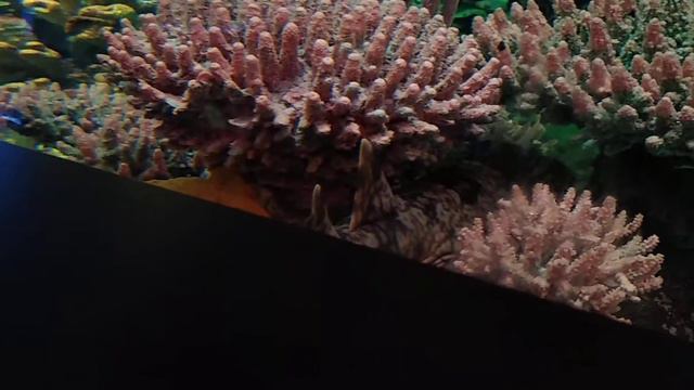 Spotted Wobbegong Shark's Camouflage Masterpiece смотреть онлайн