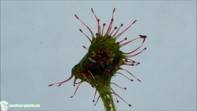 Fang der Fleischfressenden Pflanze Drosera Rotundifolia (2) - carnivor-plants.de смотреть онлайн