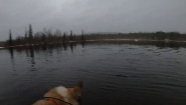 Охота на лося на Кольском Осень! Подранок! Оттепель!!! смотреть онлайн