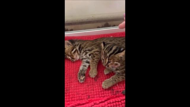 Как тяжело расставаться с котятами/ Котенок малышонок смотреть онлайн