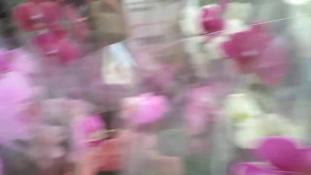 Новые?ОРХИДЕИ в ОБИ тц Фантастика ? (13.08.2021) смотреть онлайн