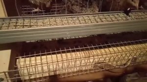 ПЕРЕПЕЛА СЕЛАДОН - первое яйцо...