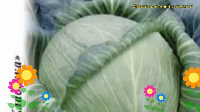 Капуста белокочанная Монарх F1. Краткий обзор, описание характеристик brássica olerácea смотреть онлайн