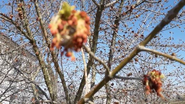 19 марта 2020 г.Пчёлам есть где работать ! смотреть онлайн