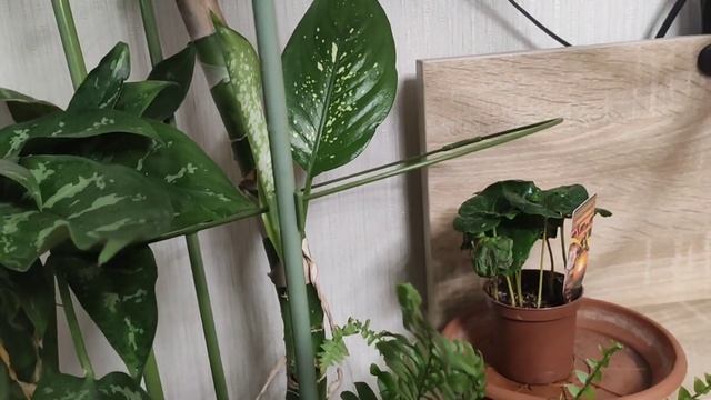 Фитолампа с таймером; а если клещ?!? смотреть онлайн