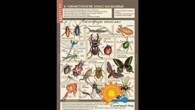 Таблицы Биология 7 класс. Животные. 12 таблиц - видео презентация. смотреть онлайн