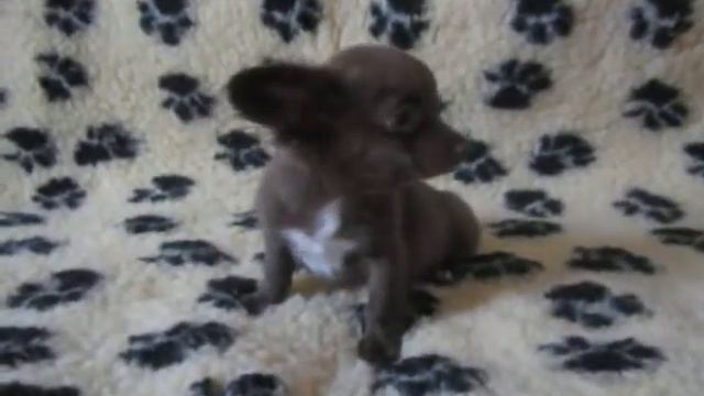 шоколадная девочка смотреть онлайн