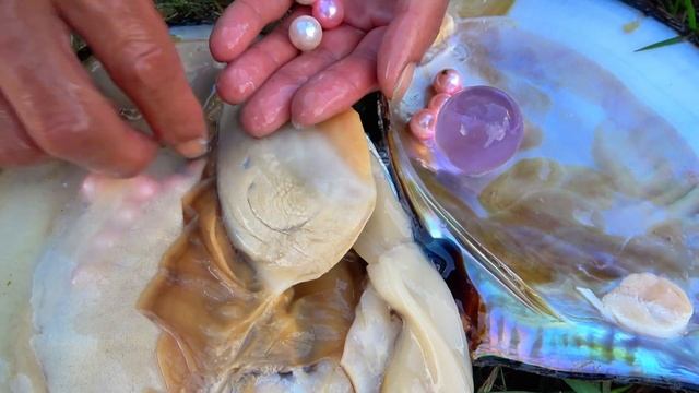 Exploring the Secret of Nature: Rewarding Precious Pearls in Wild Treasure Hunting смотреть онлайн