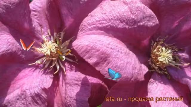 Клематис крупноцветковый Рахварине (rahvarine) ? обзор: как сажать, рассада клематиса Рахварине смотреть онлайн